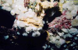 Pssst! Wanna buy an plumose anemone?! Life on top of life... by Lyndell Weldon 